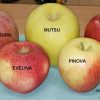 Svetový deň pôvodných odrôd jabĺk